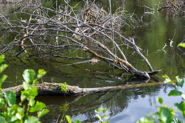 Old branches of a tree lie in the water of a lake