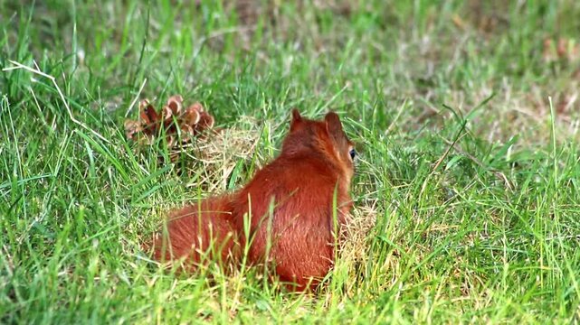 Cure eurasian red squirrel eating peanuts sitting with bushy tail and red fur in autumn sunshine foraging for hard winter is hungry for nuts and searching for food to bury to survive cold winter time