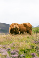 cow on the hill in Scotland