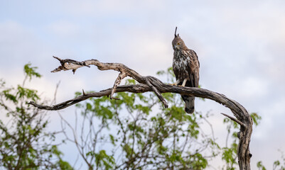 Changeable hawk-eagle perches on a weathered branch at Yala National Park, Sri Lanka
