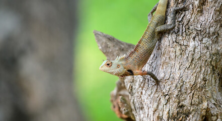 Common Garden Lizard (Calotes versicolor) clings to the textured bark of a tree in Yala National Park, Sri Lanka, blending seamlessly into its natural habitat