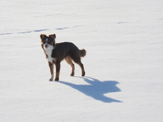 Dog is standing in the snow, looking at the camera