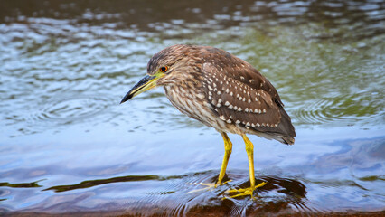Juvenile Black-crowned Night Heron stands still and scans for fish in the flowing water. Captured in Yala National Park