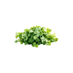 Obraz premium Fresh bunch of cilantro leaves isolated on white background 