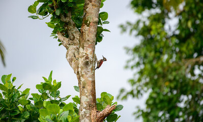 Red-backed flameback bird clings to the trunk of a lush, green tree. Endemic bird of Sri Lanka.