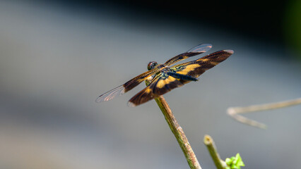 A dragonfly with translucent wings rests on a slender twig, with amber and yellow color wings.