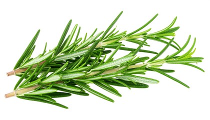 Fototapeta premium Fresh rosemary sprigs against white background