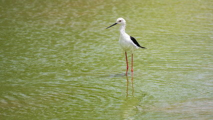 Black-winged stilt bird standing on the shallow calm water body,  foraging for food in its natural wetland habitat