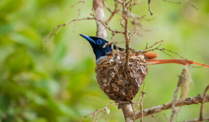 Ceylon paradise flycatcher male bird incubating eggs in a nest at Yala National Park, Sri Lanka.