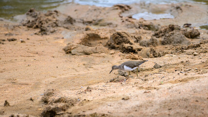 Common Sandpiper with brown and white plumage walking along the mud near a water body, foraging for food in its natural wetland habitat