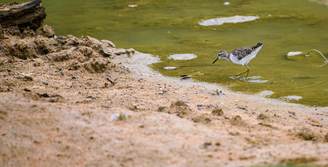 Wood Sandpiper with brown and white plumage walking along the mud near a water body, foraging for food in its natural wetland habitat
