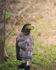 Crested serpent eagle stands alert with an open beak on the ground near a tree in Yala National Park, Sri Lanka