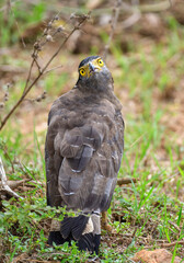 Crested serpent eagle stands alert on the ground near a tree in Yala National Park, Sri Lanka