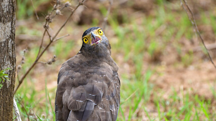 Crested serpent eagle stands alert with an open beak on the ground near a tree in Yala National Park, Sri Lanka