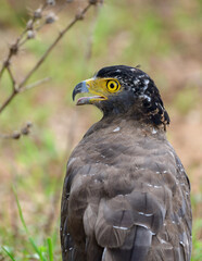 Close-up of a Crested serpent eagle in Yala National Park, Sri Lanka. Featuring its striking yellow eye and sharp hooked beak