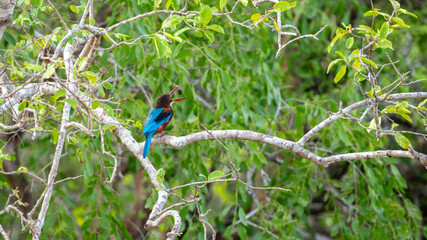 White-breasted Kingfisher perches on a branch holding a freshly caught insect in its beak. Surrounded by lush green foliage at Yala National Park, Sri Lanka