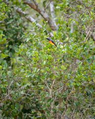A male Small Minivet bird perches among dense green foliage at Yala National Park.