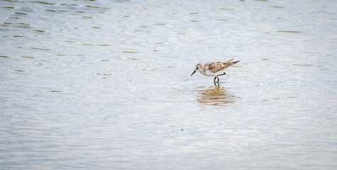 Little stint juvenile bird forages in shallow water, creating gentle ripples across the still surface