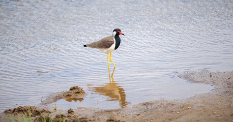 A solitary Red-wattled lapwing bird standing on the edge of a calm water body,  foraging for food in its natural wetland habitat