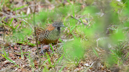 Adult Female Barred buttonquail is seen camouflaged among grass and dry leaves, seamlessly into the undergrowth. elusive nature and reliance on cover in its natural habitat
