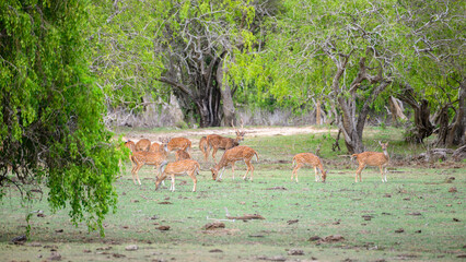 A herd of axis deer grazes peacefully beneath a canopy of lush green trees in Yala National Park, Sri Lanka