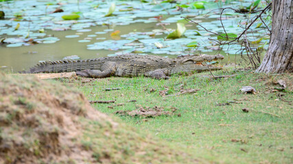 A massive Mugger crocodile rests on the grassy bank of a lake at Yala National Park, Sri Lanka, its jaws slightly open to reveal sharp teeth
