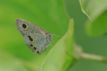 【ヒメウラナミジャノメ】