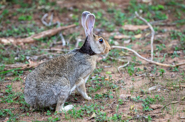 Black-naped Hare remains alert on the forest floor with upright ears