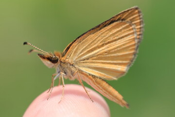 【ギンイチモンジセセリ　手乗り】