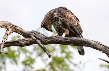 Crested hawk-eagle perches on a weathered tree branch, bending down to clean its talons. Moment of self-care captured in Yala National Park
