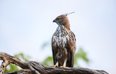 Majestic changeable hawk-eagle perches on a weathered branch at Yala National Park, Sri Lanka, scanning the landscape with piercing yellow eyes