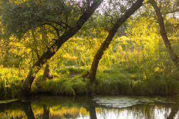 Fototapeta premium Golden Sunset Reflected in Lake
