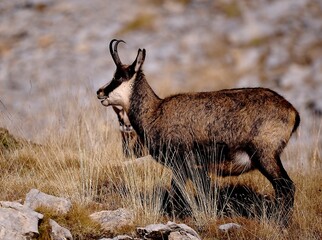 Alpine chamois (Rupicapra rupicapra) in the French Alps – wild mountain animal in natural habitat