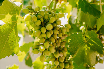 Abundant green grapes grow in clusters on vines, showcasing natures incredible bounty and freshness