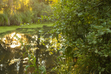 Golden Sunset Reflected in Lake