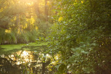 Golden Sunset Reflected in Lake