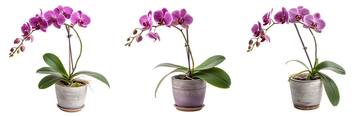 Set For Three Potted Purple