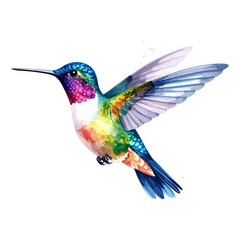 Humming bird illustration watercolor style.