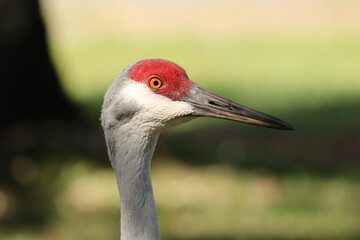 Sandhill Crane's Eye © Michelle