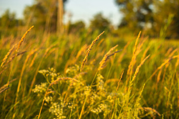 Golden Sunset Reflected in Lake