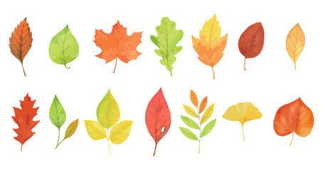 Autumn leaves watercolor set. Vectors isolated on white background.	
