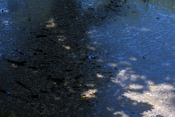 flection of trees in a puddle, closeup of photo.