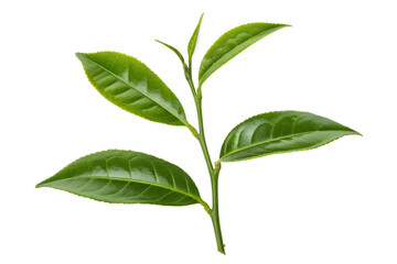A fresh sprig of a green tea plant with vibrant leaves and a new bud, perfectly isolated on a clean white background
