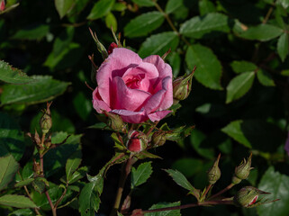 rose in the garden