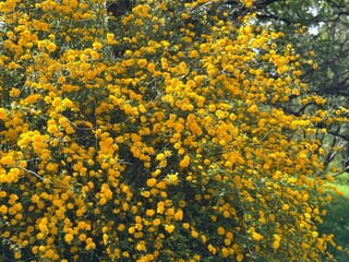 Kerria japonica,  Japanese kerria or Japanese rose, is a deciduous, yellow-flowering shrub.