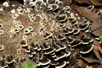 倒木にきれいな白と褐色のカワラタケ幼菌群（自然下菌キノコ類マクロ撮影）