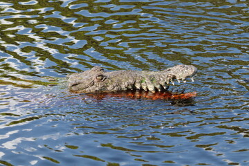 Crocodile with Open Mouth