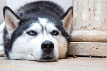 A husky dog is lying comfortably on the floor by a tall column