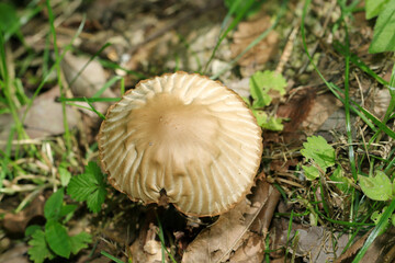 ベージュ色、ひねりの入った縞柄がおしゃれなオオホウライタケ頭頂部アップ（自然下キノコ類マクロ撮影）