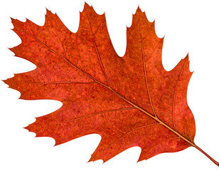 Fototapeta premium Isolated Autumn Oak Leaf Exhibiting Vibrant Orange Hues and Vein Structure